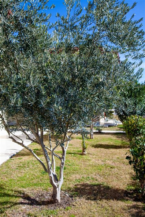 umak.edu.ph.olea|olea tree.